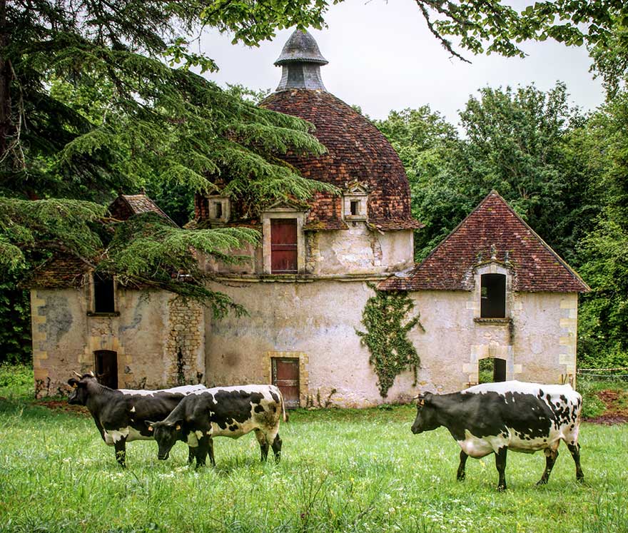 Vaches bordelaises au château de Marzac