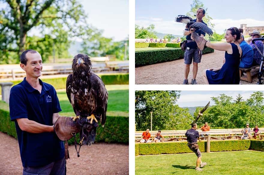 Spectacle de rapaces au château des Milandes